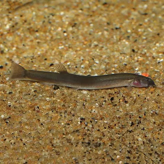 acanthophtalmus kuhli myersi black 6-7cm