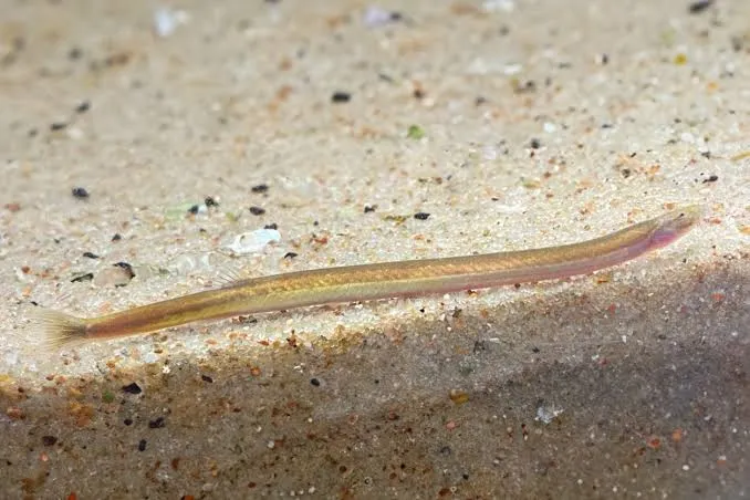 acanthoptalmus kuhli gold 4-5cm