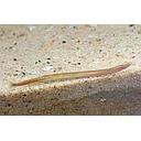 acanthoptalmus kuhli gold 4-5cm