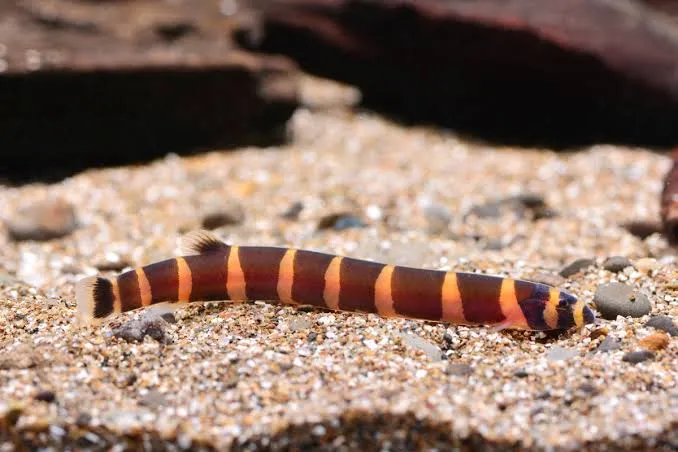 acanthoptalmus kuhli striped 4-5cm
