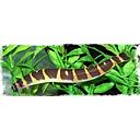 acanthoptalmus kuhli striped 4-5cm