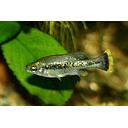 ameca splendens 3.5-4cm