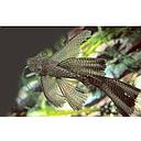 ancistrus black longfin 3cm