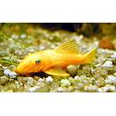 ancistrus L144 (yellow, blue eye) 3cm
