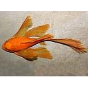 ancistrus super red longfin 3-3.5cm