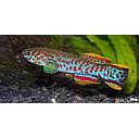 aphyosemion gardneri 3-3.5cm