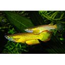 aplocheilus panchax yellow 2.5-3cm