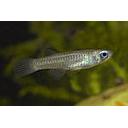 apolocheillichthys normani 2.5-3cm