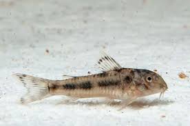 aspidoras spilotus 2.5-2.8cm