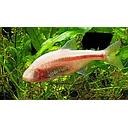 astyanax mexicanus jordani 3cm