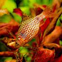 barbus conchonius rose 3.5cm