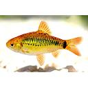 barbus conchonius yellow 3.5cm