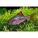 barbus oligolepis 2.5-3cm