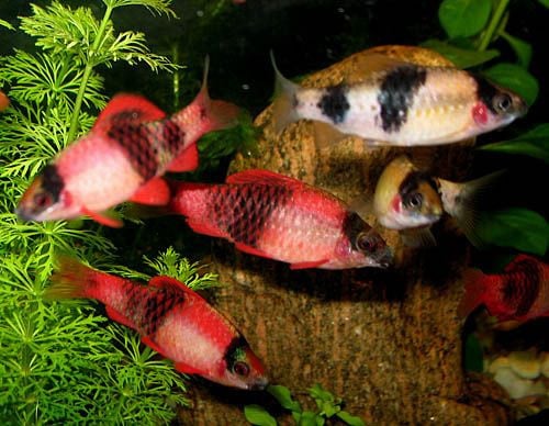 barbus panda 3-4cm