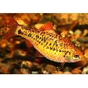 barbus schuberti 3-4cm