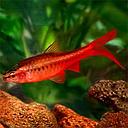 barbus titteya longfin 3cm