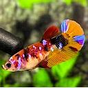 betta splendens female candy koi 3-3.5cm