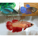 betta splendens female crowntail mixed colour 4.5cm