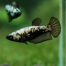 betta splendens female dumbo black samurai 3.5cm