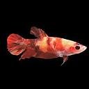 betta splendens female koi nemo 3.5cm