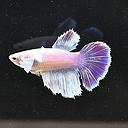 betta splendens female longtail mixed colours 3.5cm