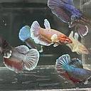 betta splendens female (mixed colors) 3-3.5cm