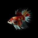 betta splendens male crowntail koi 5cm