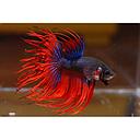 betta splendens male crowntail mixed colours 5cm