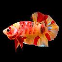betta splendens male koi nemo 5cm