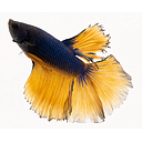 betta splendens male mustard gras 5cm