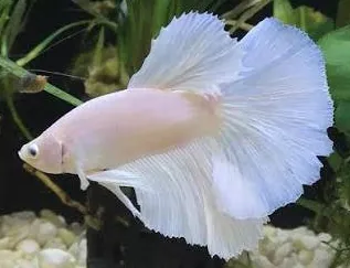 betta splendens male halfmoon platinum white 5cm