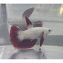 betta splendens male red white 5cm