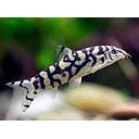 botia histrionica 12cm