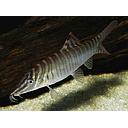 botia hymenophysa 7.5cm