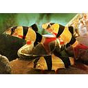 botia macracantha 5cm