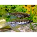 brachydanio frankei longtail 3cm