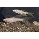 brachydanio rerio gold longtail 3cm