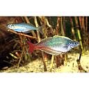 chilatherina bleheri 3.5-4cm