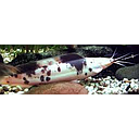 clarias batrachus black & white spotted 6.5-7cm
