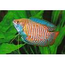 colisa lalia neon 4.5cm