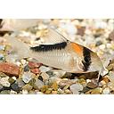 corydoras adolfoi 2.8-3cm