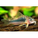 corydoras aeneus 3cm