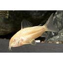 corydoras aeneus albino 3cm