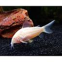corydoras aeneus albino longfin 2.5-3cm
