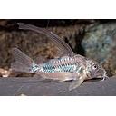 corydoras aeneus longfin 2.5-3cm