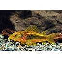 corydoras gold stripe peru 3cm