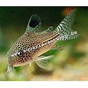 corydoras julii 2.5-2.8cm