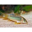 corydoras melanotaenia 3-3.5 cm