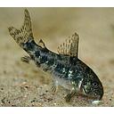 corydoras paleatus 2.5-3cm