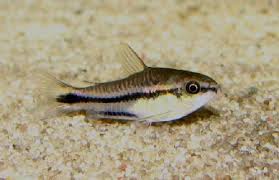 corydoras pygmeus 1.5-2cm